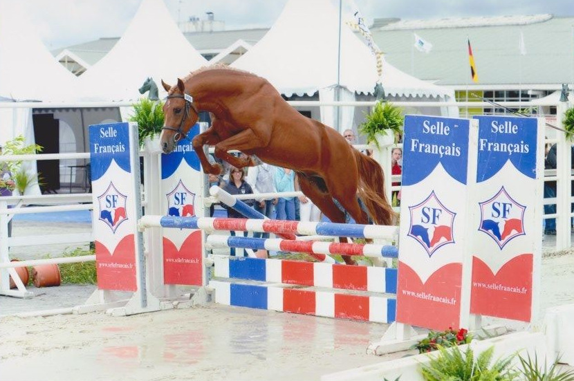 Conillon revient au Haras du Chêne Vert en 2020 - Anglocourse